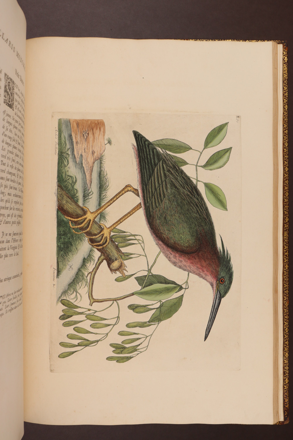 Plate 80